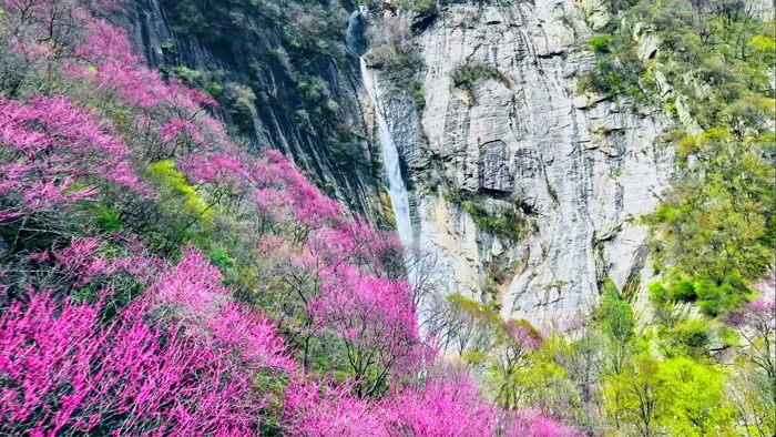 秦岭花海与飞瀑“同框”